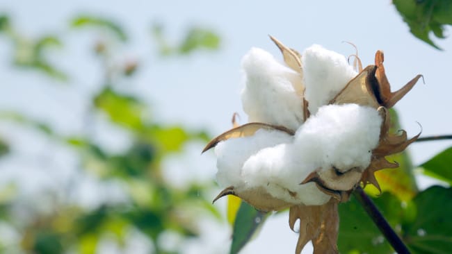 Sustainable organic cotton