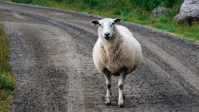 Sheep On The Road